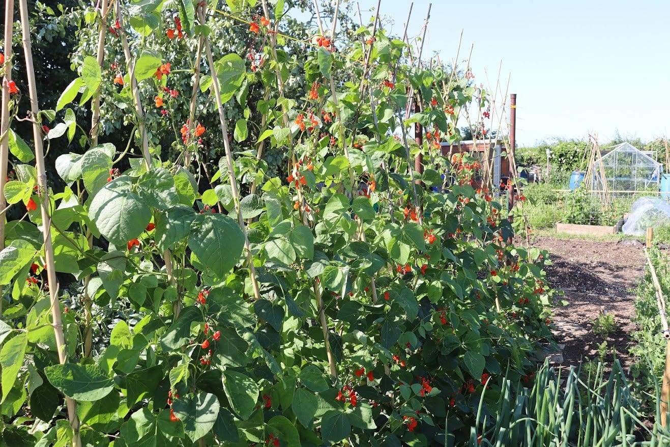 IMG 7368 Runner beans climbing bamboo canes in a Laleston community allotment