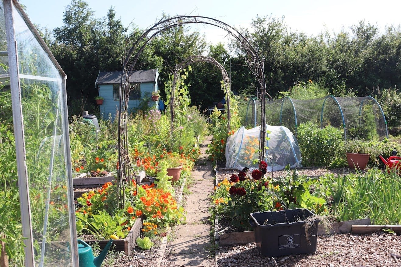 IMG 7374 Allotments